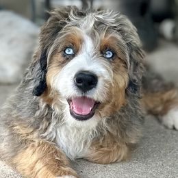 Assorted Doodle Crosses, Aussiedoodles, Bernedoodles, Cavapoos, Goldendoodles, and Sheepadoodles from Happy Top Doodles