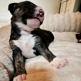 Fozzie - Black brindle and white male Miniature Bull Terrier puppy in Hollywood, Florida from Mini Bull Lane