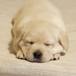 Labrador Retrievers from Moondance Labradors