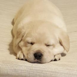 Labrador Retrievers from Moondance Labradors