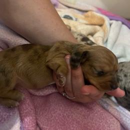 Girl 3 - Dapple female Dachshund puppy in Bismarck, Missouri from Kalua's Doxies
