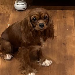 Ruby Jane - Cavalier King Charles Spaniel