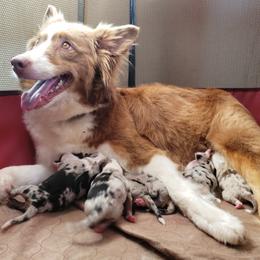 Australian Shepherd Puppies from Hawaii Australian Shepherds