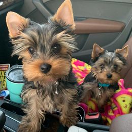 Yorkshire Terriers from Yorkie Tots