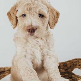 Goldendoodle and Shihpoo Puppies from Stormie's Doodles
