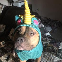 Lulu or goose  - American Bully