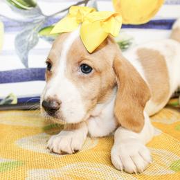 Tillie - Lemon and white female Basset Hound puppy in Antlers, Oklahoma from Rocking H