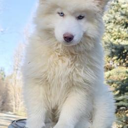 Siberian Husky Puppies from Delta Huskies