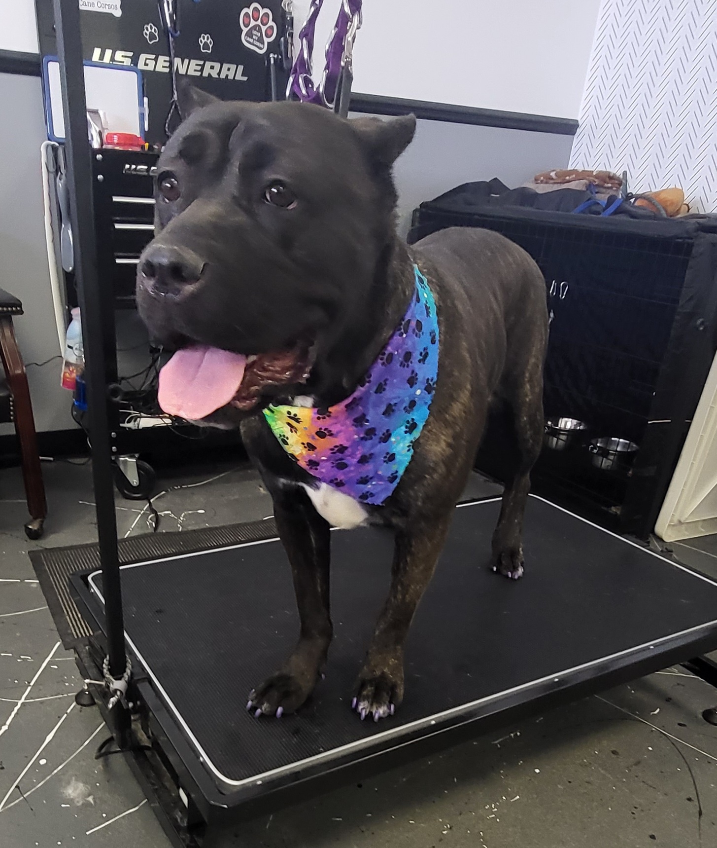 WICCA - Cane Corso puppy in Kimball, Michigan from Sicario Cane Corso