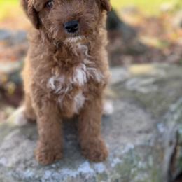 Goldendoodle Puppies from Woodland Acres