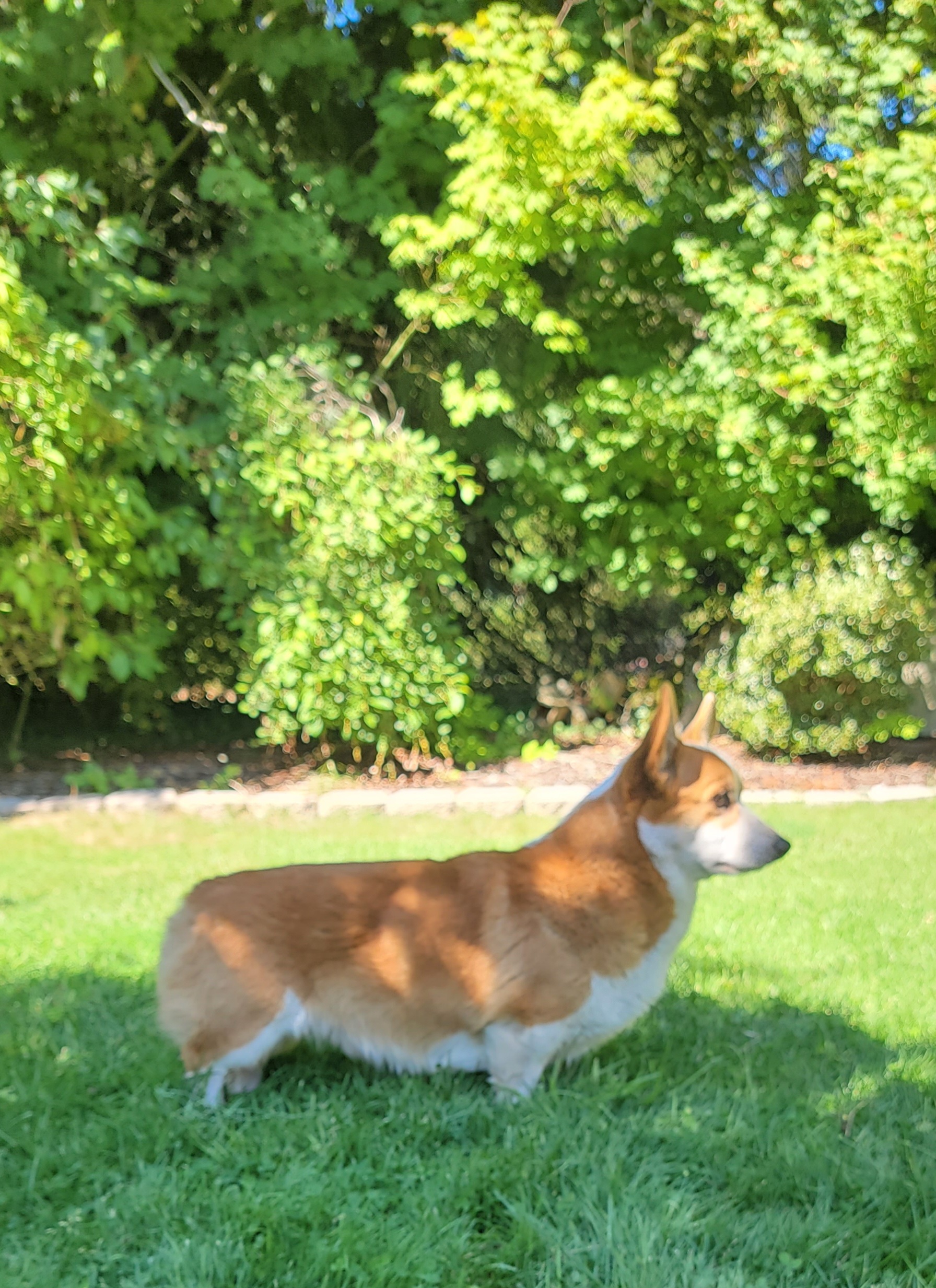 Gunner - Pembroke Welsh Corgi