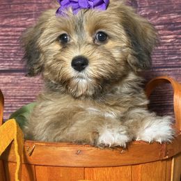 Honey Crisp - Red sable female Havanese puppy in Clermont, Florida from Country Sweet Havanese and Creative Coaching