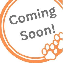 Cheerio - Black red and white female Beagle puppy in Rose Bud, Arkansas from Rajun Cajun Kennels