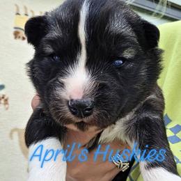 Boy 1 - Agouti and white male Siberian Husky puppy in Terre Haute, Indiana from April's Huskies