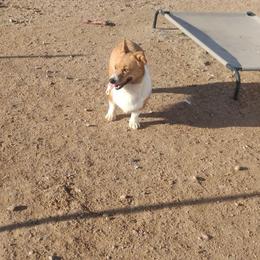 Bitsy - White and red female Pembroke Welsh Corgi puppy in Wittmann, Arizona from Dream Catcher Corgis