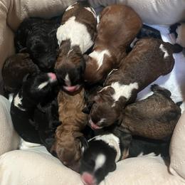 Girl 5 - Brown and white female Aussiedoodle puppy in Clarkston, Washington from Doodle & Poodle Palace