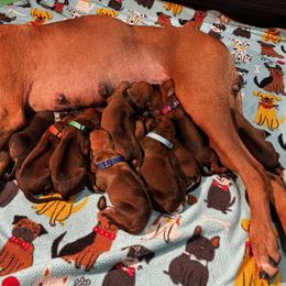 4 - Rd whtn blk nose female Rhodesian Ridgeback puppy in Carver, Massachusetts from Adwera Rhodesian Ridgebacks