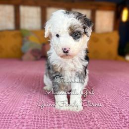 Tinker Bell blue eyes - Blue merle female Aussiedoodle puppy in Grove, Oklahoma from Guinn Family Farms