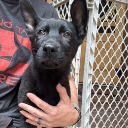 Milo - Black male German Shepherd puppy in Catskill, New York from Vom Kugelblitz Kennels