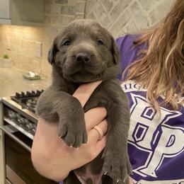 Dilute Retriever Puppies from Weathervane Labs