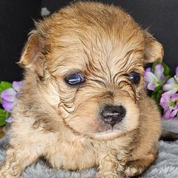 Pepper's Long Shot - Archer - Blue merle male Pomeranian puppy in Plant City, Florida from Pepper's Pomeranians