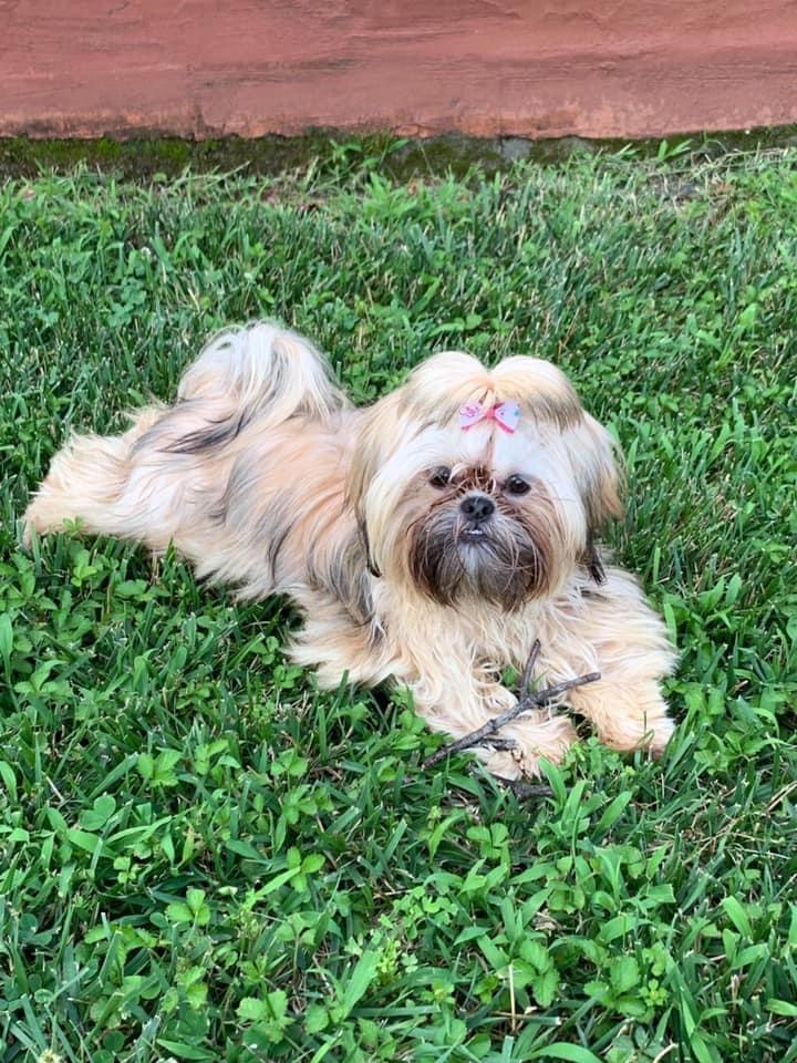 Walt’s Shih Tzus in Virginia | Shih Tzu puppies | Good Dog