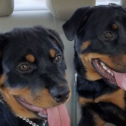 Rottweilers from Allen's Rottweilers