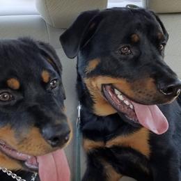 Rottweilers from Allen's Rottweilers