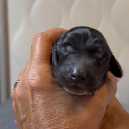 Cold moon - Black and white female German Shorthaired Pointer puppy in San Antonio, Texas from Alvarado Farm Kennels, LLC