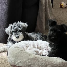 Miniature Schnauzer Puppies from Chantel's Miniature Schnauzers