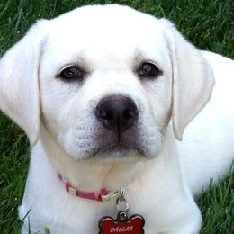 Labrador Retrievers from Lowe's Labs