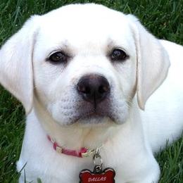 Labrador Retrievers from Lowe's Labs