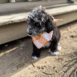 Aussiedoodle, Cavapoo, Goldendoodle, and Newfypoo Puppies from Haaspawz