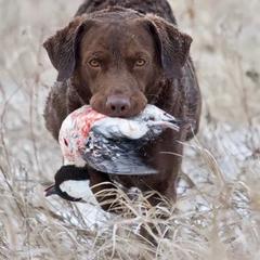 Chesapeake Bay Retrievers from Next Generation
