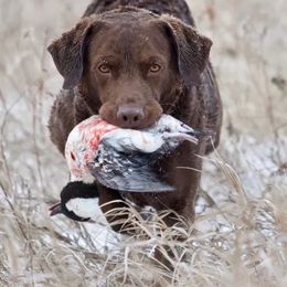 Chesapeake Bay Retrievers from Next Generation
