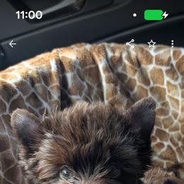 Dolly - Liver female Yorkshire Terrier puppy in Gaylesville, Alabama from Sweet Alabama Yorkies