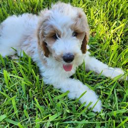 Goldendoodle Puppies from Costa's Curly Canines