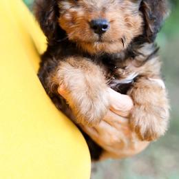 Mr.Winston - male Bernedoodle puppy in Paoli, Indiana from Brambleberry Doodles