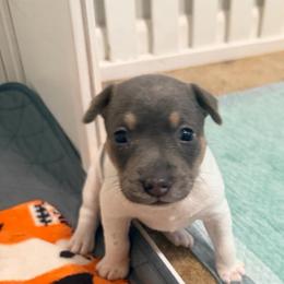Girl 6 - Black white and tan female Rat Terrier puppy in Marshall, North Carolina from Meadows Rat Terrier