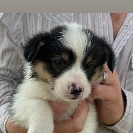 Pembroke Welsh Corgi Puppies from Newton Hay & Cattle