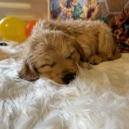 Golden Retriever Puppies from Whickering Pines Golden Retrievers