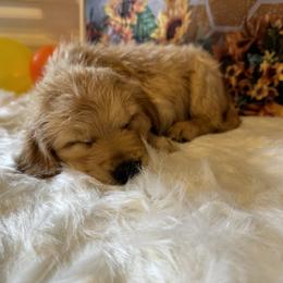 Golden Retriever Puppies from Whickering Pines Golden Retrievers