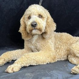 Jax - Apricot male Goldendoodle puppy in Boaz, Alabama from Doodles All Day