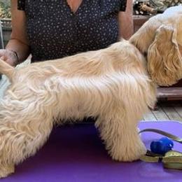 Cocker Spaniels from 18k Cockers
