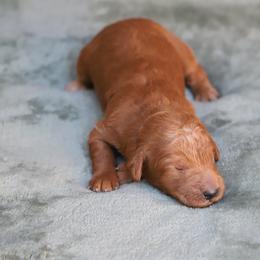 Lumi - Red  female Goldendoodle puppy in Macclenny, Florida from Baker County Goldendoodles