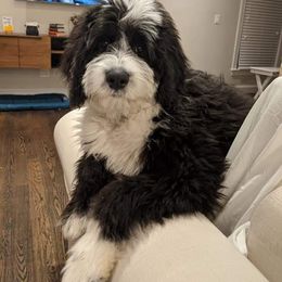 Sheepadoodle Puppies from Oak Valley Kennels