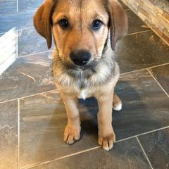 Chinook Puppies from Desert Sol Chinooks