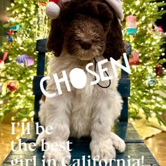 Piglet - female Newfypoo puppy in Jackson, Missouri from Two Sisters Ranch, LLC