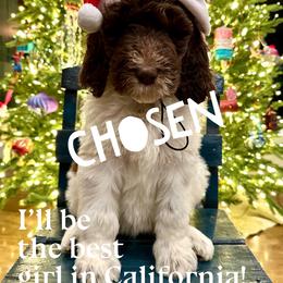 Piglet - female Newfypoo puppy in Jackson, Missouri from Two Sisters Ranch, LLC