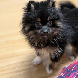 Little Rita the Runt - Black and tan female Pomeranian puppy in Danielsville, Georgia from PassionatePomPoms